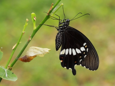butterfly