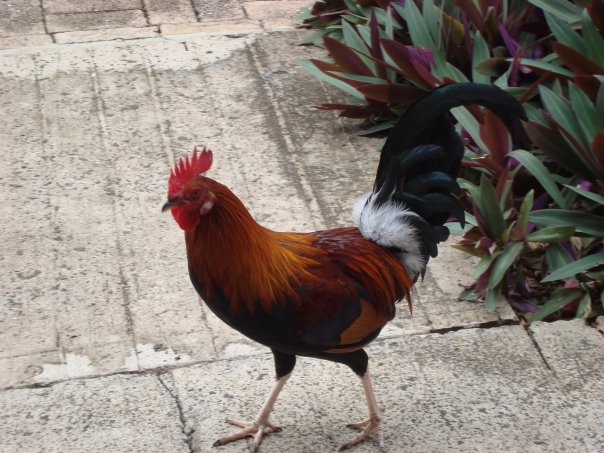 chicken