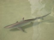 shark